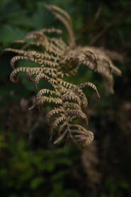Krupni plan lista paprati sa jasno vidljivim detaljima listića i fine teksture. Zelena boja i prirodno svjetlo naglašavaju strukturu paprati, dok je pozadina mekano zamućena.