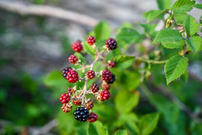 Divlje kupine na planini. Grana sa zrelim kupina.