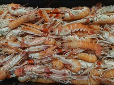 Morski plodovi. Svježe jadranske kozice.