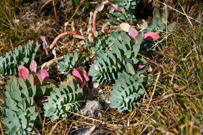 Mrčasta mlječika raste na planini. Biljke sa planine. Euphorbia myrsinites