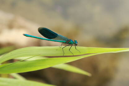 Vilin konjic na listu biljke