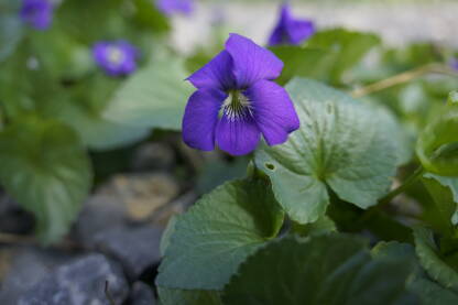 Plava ljubičica u krupnom planu !