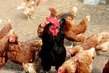 Crni pijetao među kokoškama