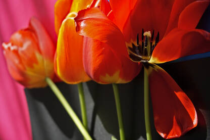 Tulipani-Lale Tulipani-Lale, prolećno cvijeće divnih boja
Podloga.