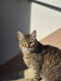 Mačka na ljetnom suncu