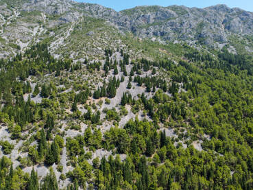 Čempresi, borovi i druga zimzelena drveća na planinskoj padini, snimak dronom. Zimzelena šuma na stjenovitom brdu.