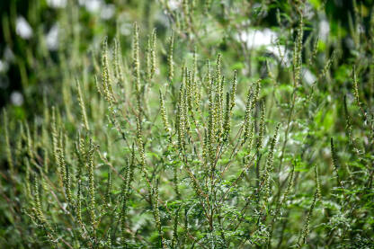 Ambrozija raste na polju. Ambrozija na livadi ljeti. Ambrosia psilostachya.