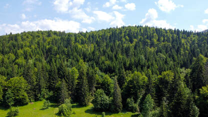 Zelena šuma na planini Zelena šuma na planini u proljeće, snimak dronom. Listopadno i zimzeleno drveće u prirodi.
