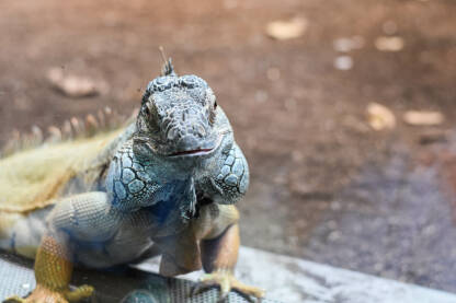 untitled-17 Opasna iguana sa osmijehom.