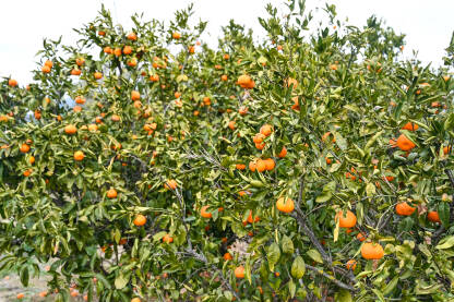 Mandarine na grani u voćnjaku Mandarine rastu na grani u voćnjaku. Zrele mandarine na drvetu spremne za berbu. Svježe, sočno i organsko voće. Plantaža mandarina. Proizvodnja hrane.