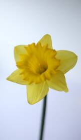 Zuti cvet narcis Narcis zute boje sa zelenim stablom, na beloj pozadini