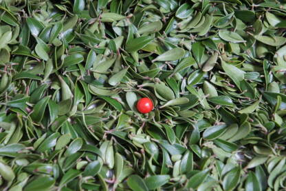 Crveno medvjeđe grožđe Crveno medvjeđe grožđe (zimzelena medvjetka, lat. Arctostaphylos uva-ursi). Biljka je ljekovita, a najviše se koristi u liječenju mokraćnih organa.
