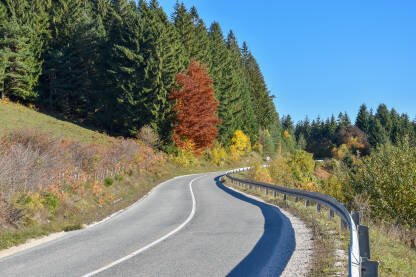 Put pored šume Vujigava cesta pored zimzelene šume. Crnogorično drveće na planini Manjači, Bosna i Hercegovina. Jesenje boje u prirodi.