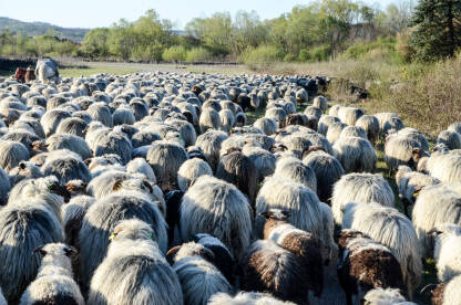 Stado ovaca Stado ovaca koje šeta i pasu u poljiu. Stado ovaca u selu. Skupina ovaca na ispaši. Poljoprivreda.