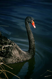 Crni labud sa crvenim očima i kljunom u vodi.