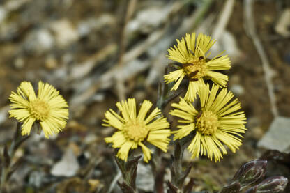 Podbjel (lat. Tussilago farfara) je ljekovita biljka čiji se cvjetovi pojavljuju rano u proljeće. Koristi se u narodnoj medicini kao najbolji lijek za dišne organe.
