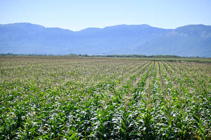 Kukuruz raste u polju. Poljoprivreda. Stabljike kukuruza rastu u redovima u polju.