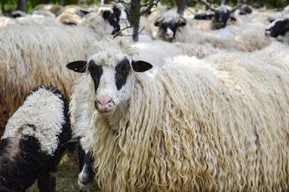 Ovce Krdo ovaca na farmi