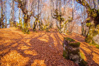 Forest without leaves on the trees in the rays of the sun Šuma bez lišća na drveću