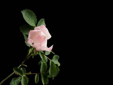 Cvijet šipka Cvijet šipka na tamnoj podlozi.
lat. Rosa canina