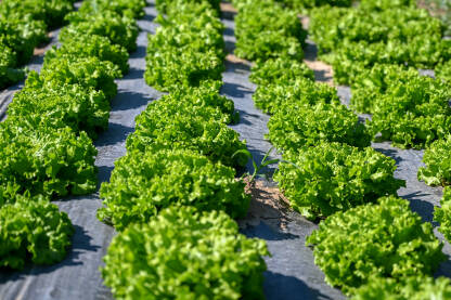 AK1_7747 Zelena salata spremna za berbu. Listovi zelene salate koja raste u polju. Listovi svježe organske salate, krupni plan. Organska proizvodnja hrane. Poljoprivreda.
