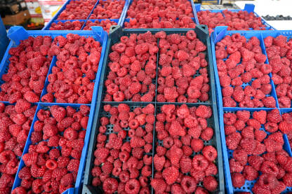 AK1_9337 Svježe maline na pijaci. Kutije pune malina u trgovini. Organska i ukusna crvena malina na štandu u supermarketu. Voće.