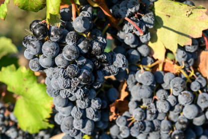 AK1_7418 Osušeni grozd grožđa na vinovoj lozi u vinogradu. Suho crno grožđe, krupni plan, Sušna sezona je uništila berbu. Vinarstvo. Poljoprivreda.