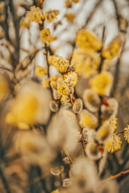 Proljećno drvo u cvatu.