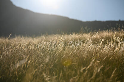 Žuta trava sija na sunčevoj svjetlosti. Suhe slamke trave na vjetru u planini pri zalasku sunca. Slamke trave sa suncem u pozadini.