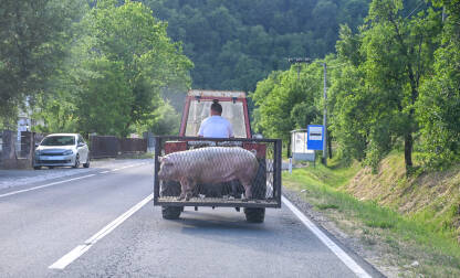 Stari traktor sa stražnjim kavezom  za prevoz svinje. Poljoprivrednik koristi stari traktor sa stražnjim kavezom za prevoz svinja. Tradicionalni prijevoz stoke.