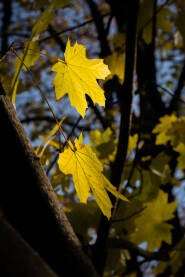 Autumn maple leaves in sunlight Jesen - javorovo lišće na suncu
