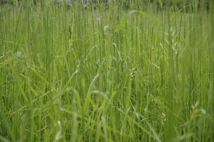 Visoka trava na livadi u krupnom planu