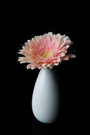 Cvijet gerbera Cvijet roza gerbera u maloj bijeloj vazi