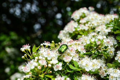 Insekt na cvijeću u proljeće. Grm gloga.