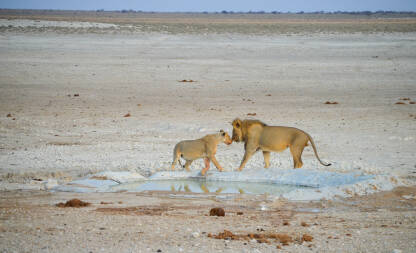 Lavovi u Namibiji Lavovi u Namibiji.