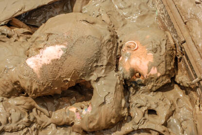 Dječja lutka u blatu. Posljedice katastrofalnih poplava 2014. u Bosni i Hercegovini.