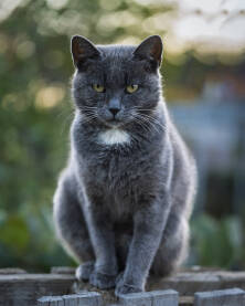 Odrasla siva mačka sa bijelom tačkom ispod vrata, koje sjedi na drvenoj ogradi.