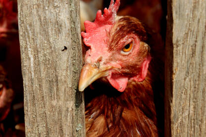 Domaća crvena kokoš na farmi