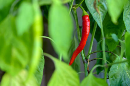 Ljute papričice koje sazrevaju u saksiji na balkonskoj bašti. Urbane bašte na balkonima.