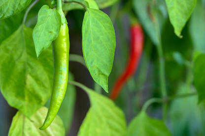 Ljute papričice koje sazrevaju u saksiji na balkonskoj bašti. Urbane bašte na balkonima.