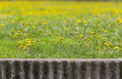 Cvijeće u gradu u proljeće