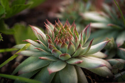 Čurvakuća Čuvarkuća (Sempervivum tectorum)