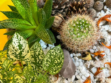 Terarijum sa sukulentima Cvijeće posađeno u staklenu posudu. Mali vrt u kući. Fitonija, aloe vera i kaktus u terarijumu.