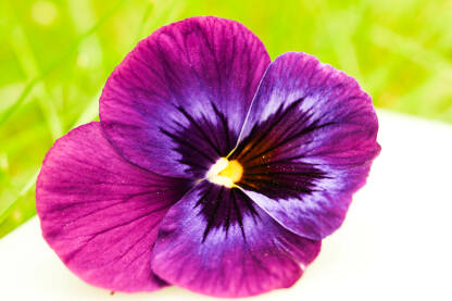 20160618-violaviolet_DSC1258 Viola maćuhica makro