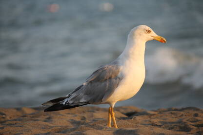 Mirna šetnja galeba na pjeskovitoj morskoj obali