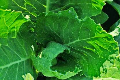 Zeleni i svježi listovi kupusa koji raste u polju. Organski kupus u ranoj fazi rasta.