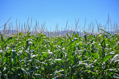 Kukuruz raste u polju. Poljoprivreda. Stabljike kukuruza rastu u redovima u polju.