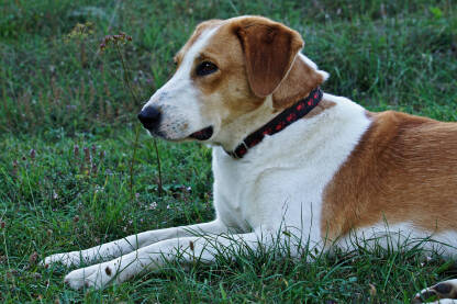 Posavski gonič, pasmina domaćega psa čvrste građe, crvenkaste dlake s bijelim oznakama na glavi, oko vrata, na prsima, na donjim dijelovima nogu i na vrhu repa.