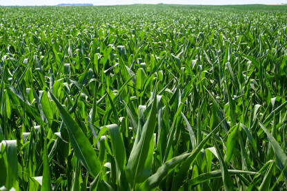 Polje kukuruza ljeti. Polje sa zasijanim organskim kukuruzom tokom sunčanog ljetnog dana. Zeleno polje kukuruza. Poljoprivreda.