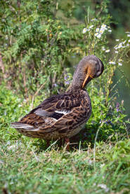 Divlja patka u momentu uređivanja perja.